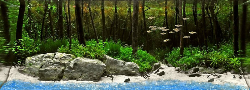 Illustration for article titled These beautiful natural landscapes are actually aquariums
